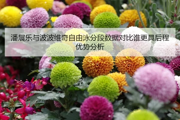 潘展乐与波波维奇自由泳分段数据对比谁更具后程优势分析